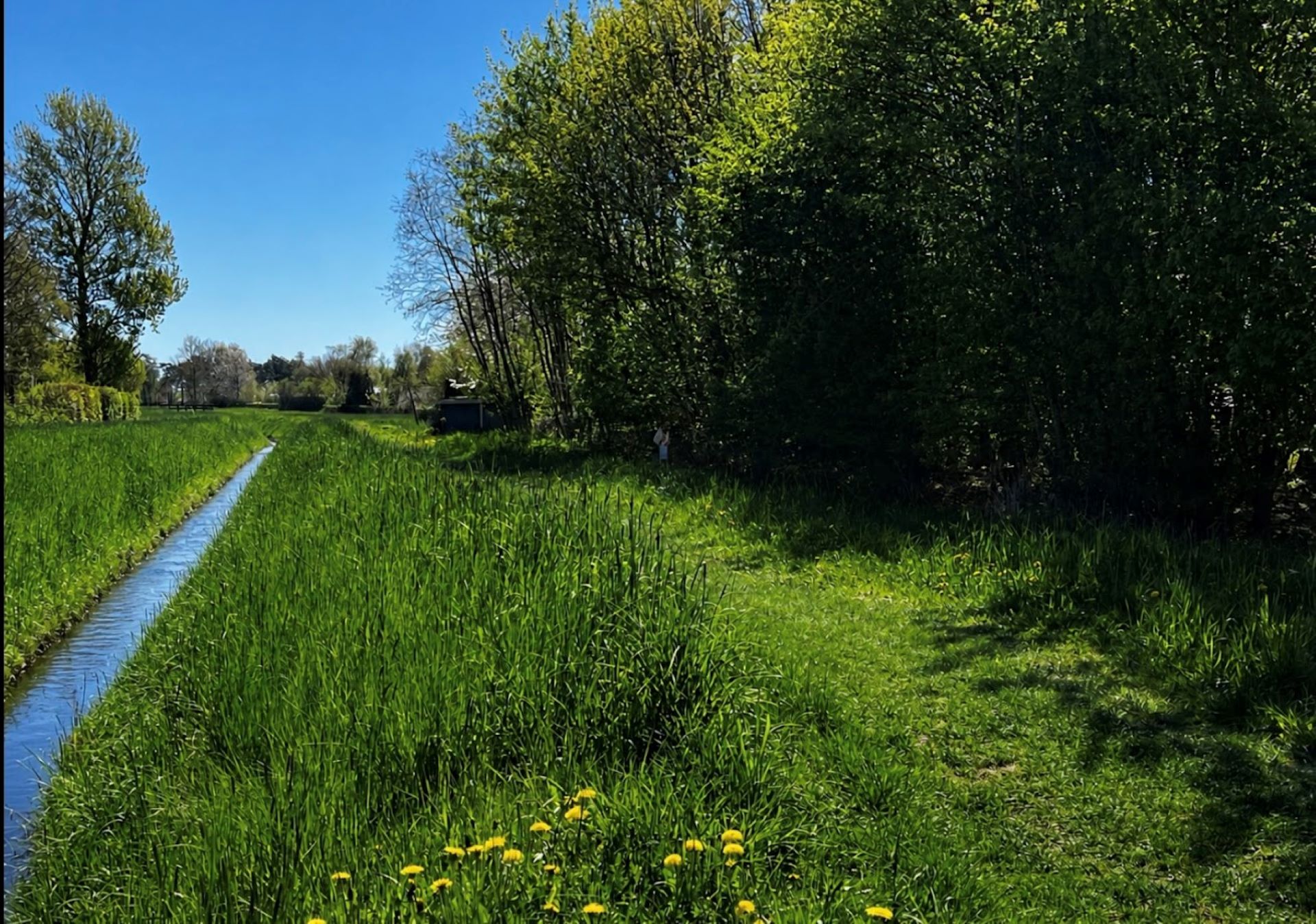 Lærkemose – billede 19